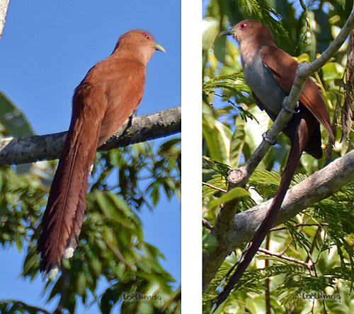 Photo (9): Squirrel Cuckoo
