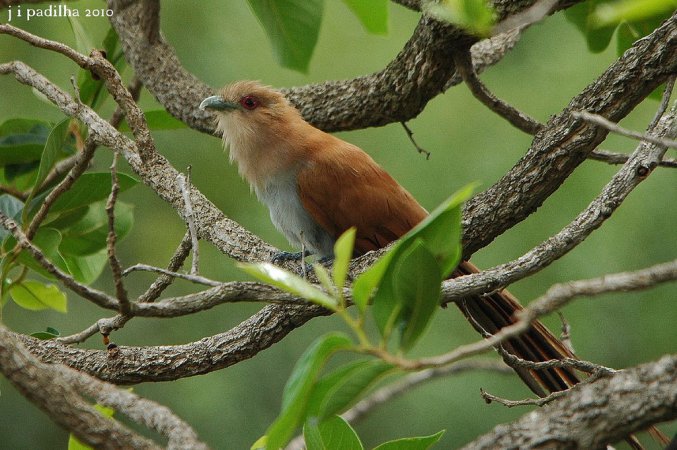 Photo (15): Squirrel Cuckoo