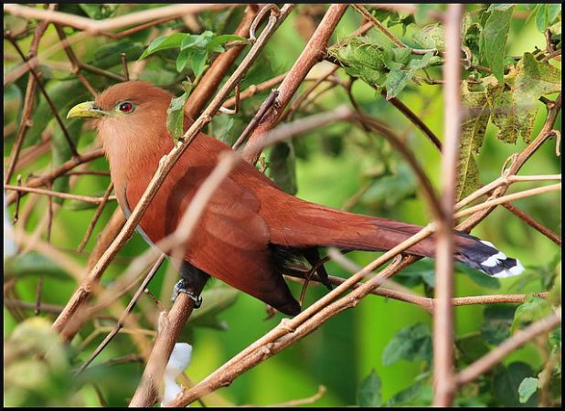 Photo (16): Squirrel Cuckoo