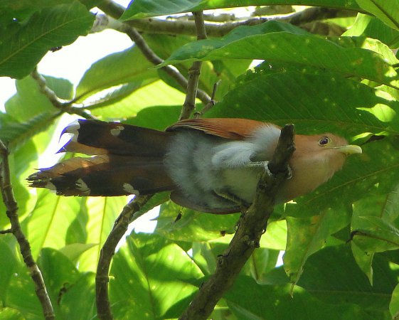 Photo (23): Squirrel Cuckoo