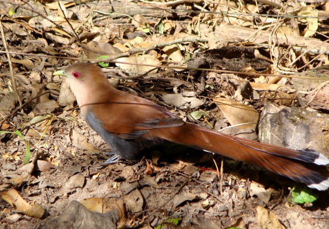 Photo (22): Squirrel Cuckoo