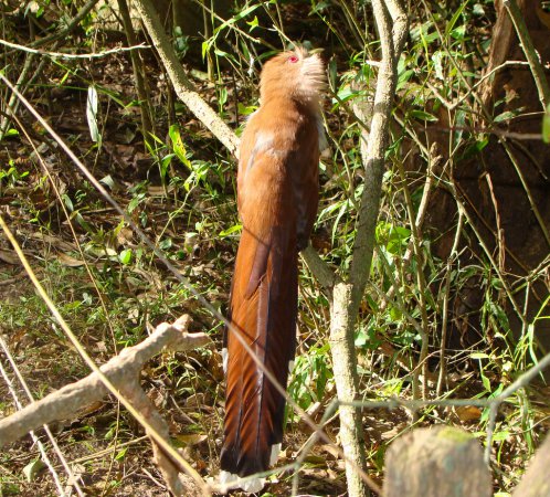 Photo (11): Squirrel Cuckoo