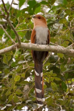 Photo (24): Squirrel Cuckoo