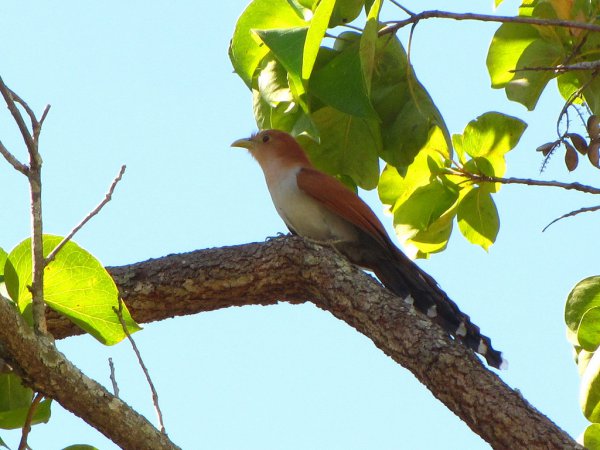 Photo (12): Squirrel Cuckoo