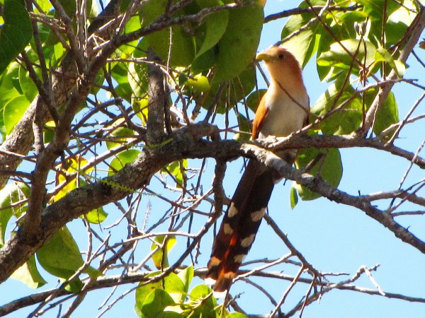 Photo (19): Squirrel Cuckoo