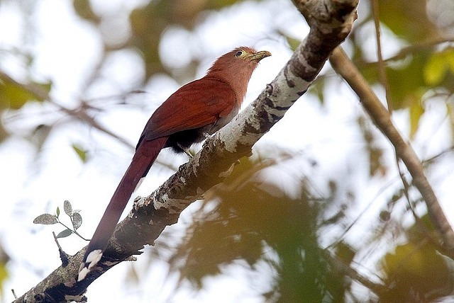 Photo (21): Squirrel Cuckoo