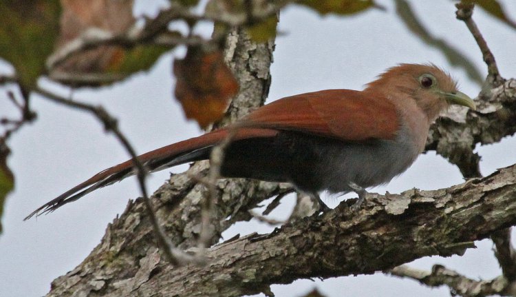 Photo (17): Squirrel Cuckoo