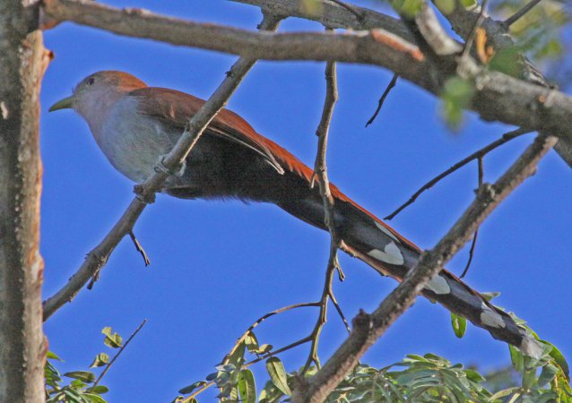 Photo (20): Squirrel Cuckoo