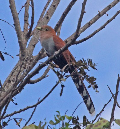 Photo (14): Squirrel Cuckoo