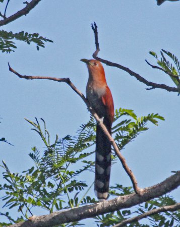 Photo (13): Squirrel Cuckoo