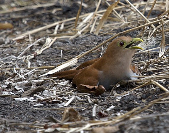Photo (18): Squirrel Cuckoo