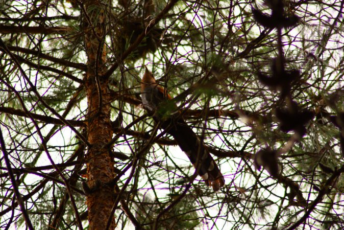 Photo (10): Squirrel Cuckoo