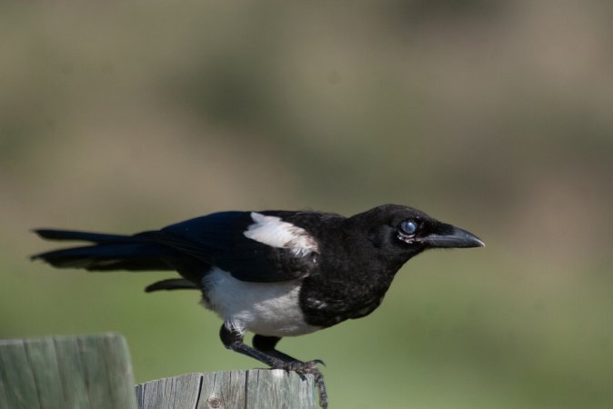 Photo (22): Black-billed Magpie