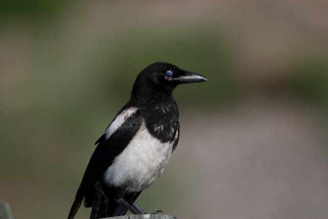Photo (23): Black-billed Magpie