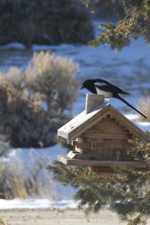 Photo (16): Black-billed Magpie