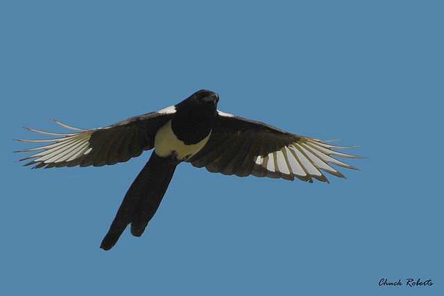 Photo (6): Black-billed Magpie