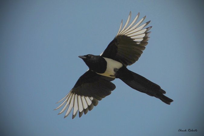Photo (1): Black-billed Magpie