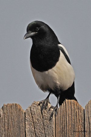 Photo (3): Black-billed Magpie