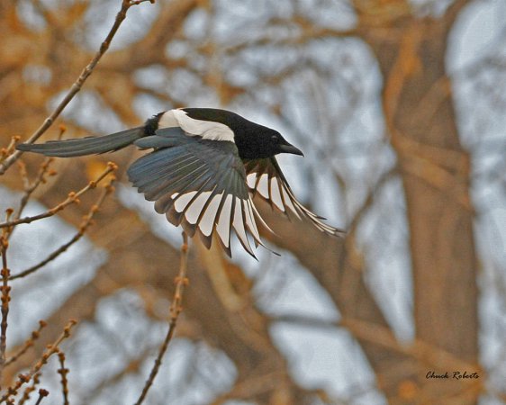 Photo (7): Black-billed Magpie