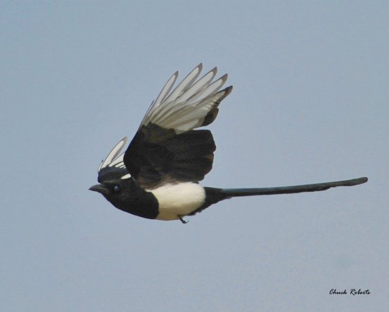 Photo (18): Black-billed Magpie