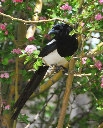 Photo (12): Black-billed Magpie