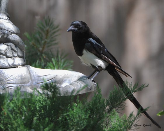 Photo (5): Black-billed Magpie