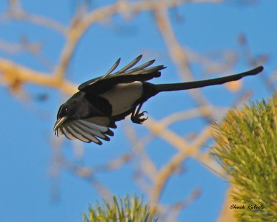 Photo (10): Black-billed Magpie