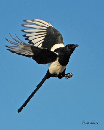 Photo (11): Black-billed Magpie