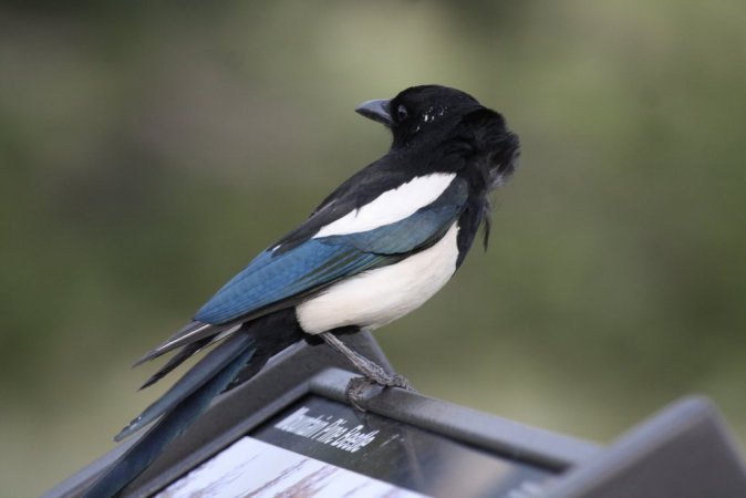 Photo (8): Black-billed Magpie