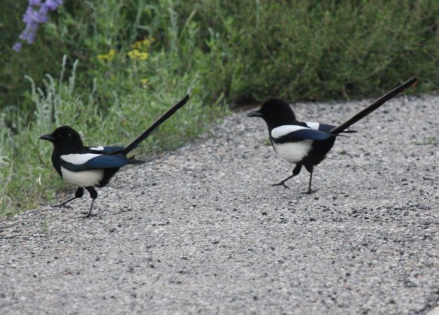 Photo (2): Black-billed Magpie