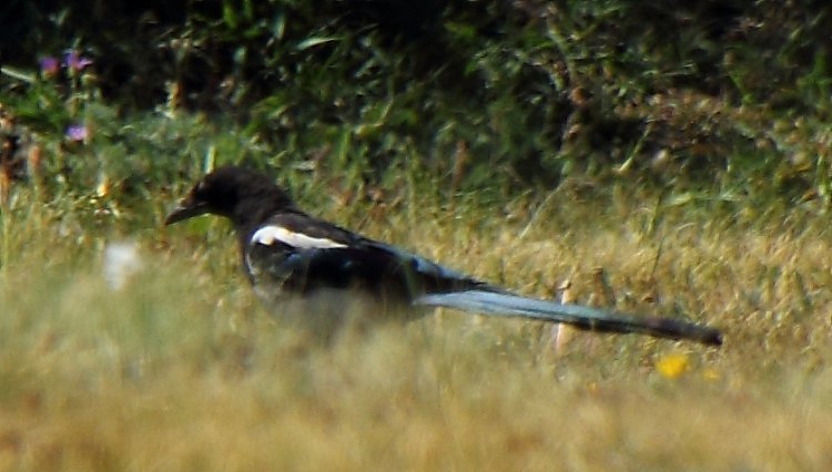 Photo (20): Black-billed Magpie