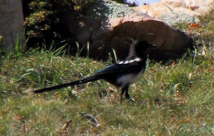 Photo (17): Black-billed Magpie