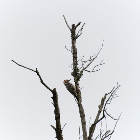 Photo (21): Ladder-backed Woodpecker