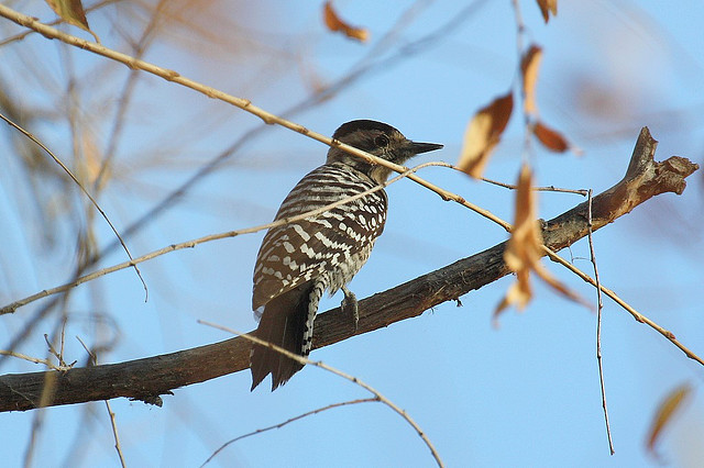 Photo (6): Ladder-backed Woodpecker