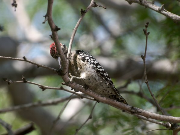 Photo (20): Ladder-backed Woodpecker