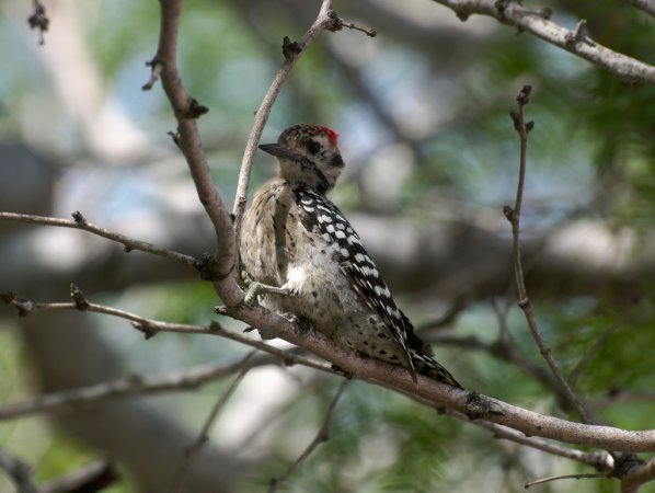 Photo (14): Ladder-backed Woodpecker