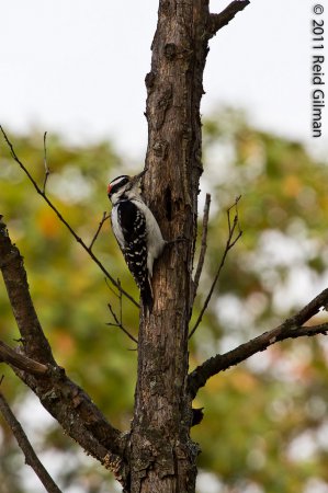Photo (18): Hairy Woodpecker