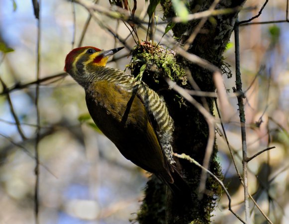 Photo (3): White-browed Woodpecker