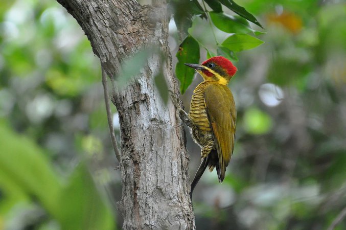 Photo (1): Golden-green Woodpecker