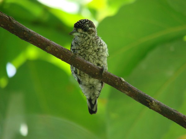 Photo (1): Scaled Piculet