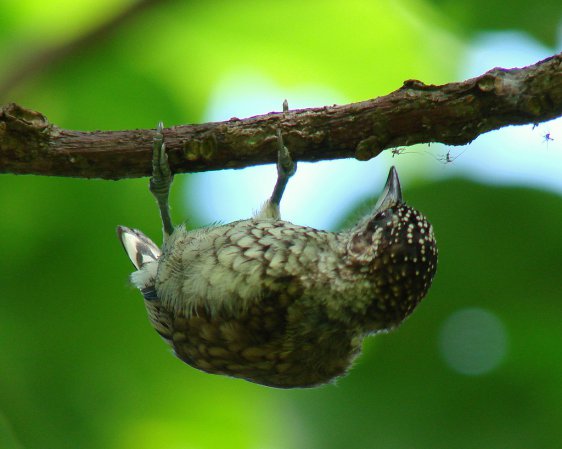 Photo (3): Scaled Piculet