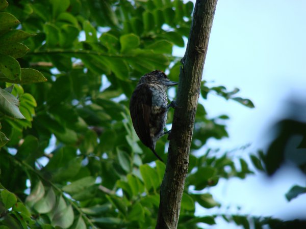 Photo (2): Scaled Piculet