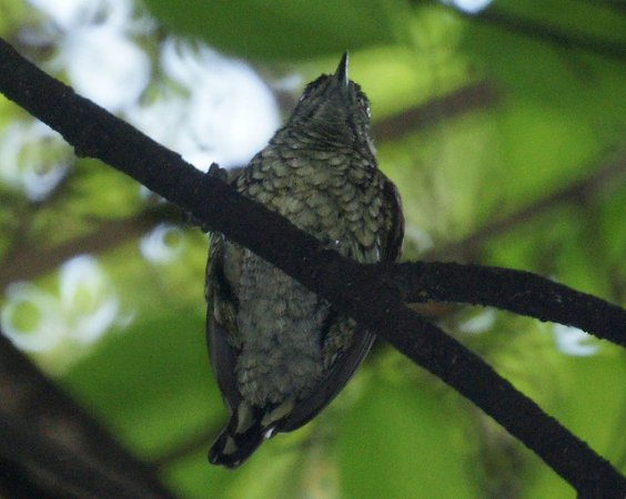 Photo (4): Scaled Piculet