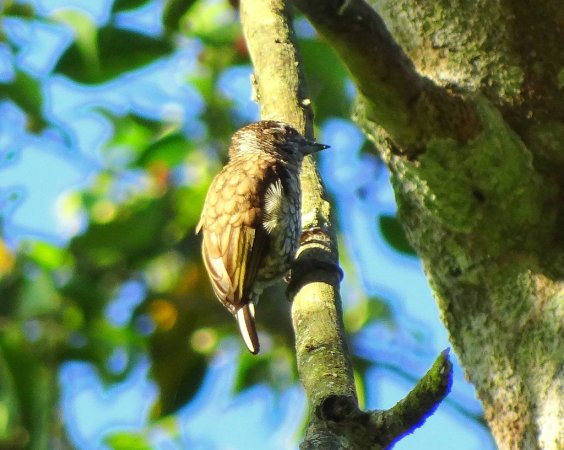 Photo (5): Scaled Piculet