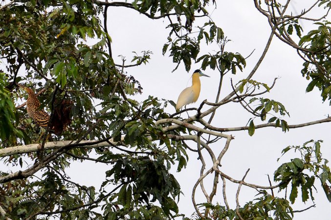 Photo (7): Capped Heron