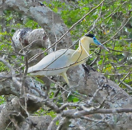 Photo (2): Capped Heron