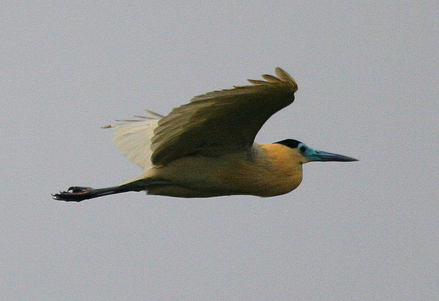 Photo (1): Capped Heron