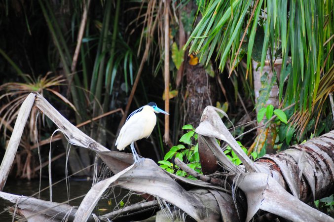 Photo (3): Capped Heron