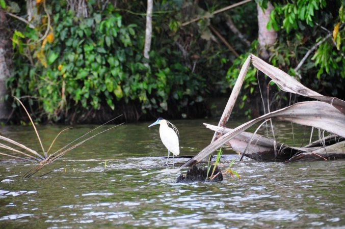 Photo (6): Capped Heron