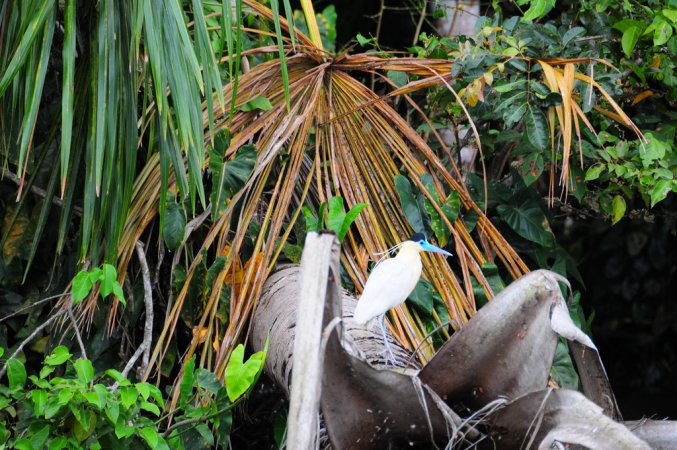 Photo (5): Capped Heron